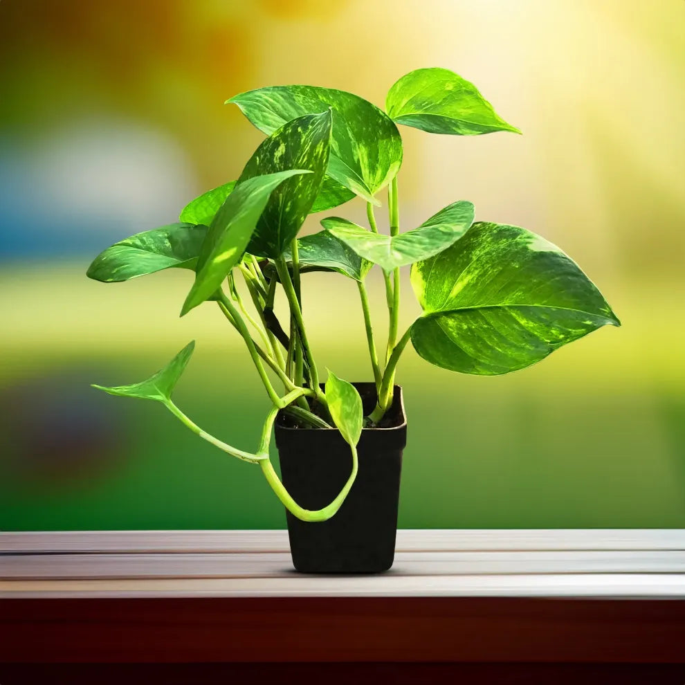 Money Plant (Epipremnum Aureum — Golden Pothos)