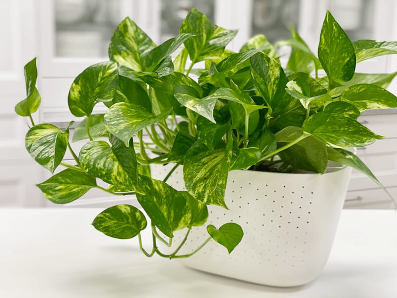 Money Plant (Epipremnum Aureum — Golden Pothos)