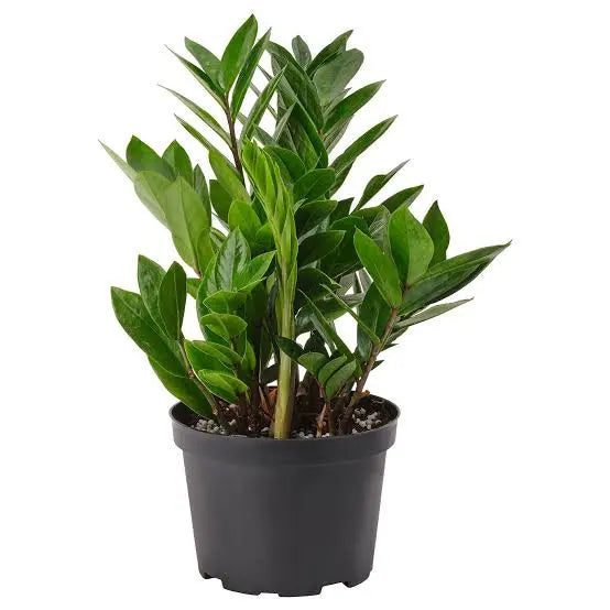 ZZ Plant (Zamioculcas zamiifolia)