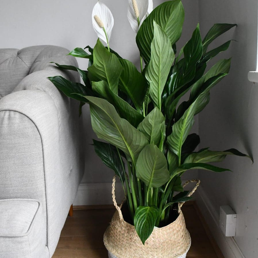 Peace Lily (Spathiphyllum)