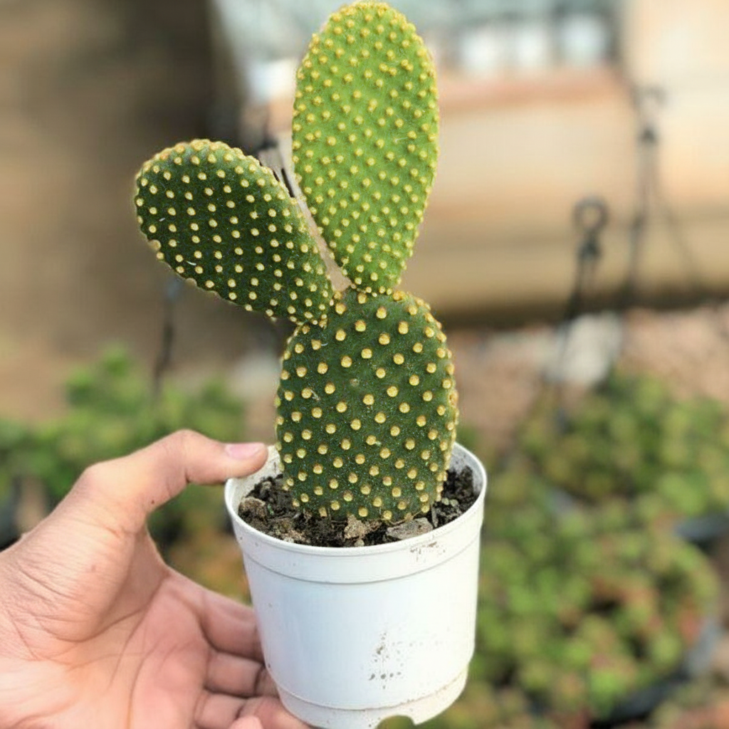 Cactus (Desert Beauty)